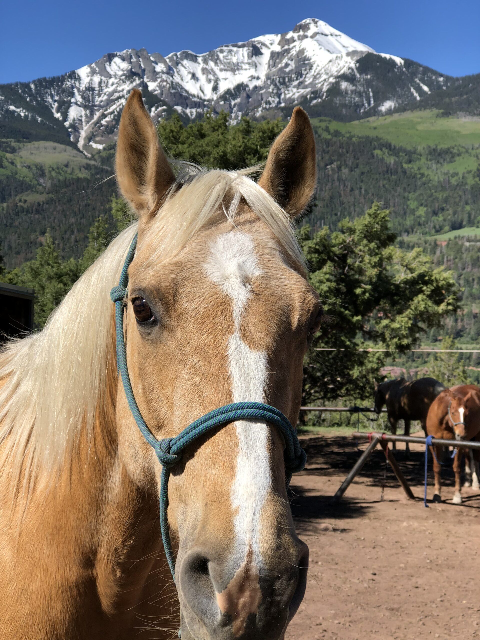 Ouray Horseback Riding
